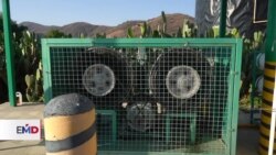 Energía alternativa de nopal: ejemplo mexicano para el Día de la Tierra