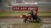 북한 남포의 협동농장에서 모내기를 하고 있다. (자료사진)