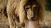 Tiembe, 15-godišnji lav iz Angole, liže zamrznuti doručak - crveno meso i kosku, u atinskom zoološkom vrtu (FOTO: AP Photo/Thanassis Stavrakis)