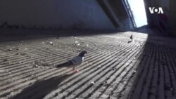 LogOn PigeonBot -- USAGM