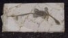 FILE - A small dinosaur fossil is seen in this undated handout photo from Australian customs. The largest-ever haul of illegally exported fossils was formally handed back from the Australian Government to the Chinese Government during a ceremony in Perth, Sept. 30, 2005.