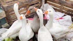 Goştê Qazên Qersê li Bazarên Enqerê