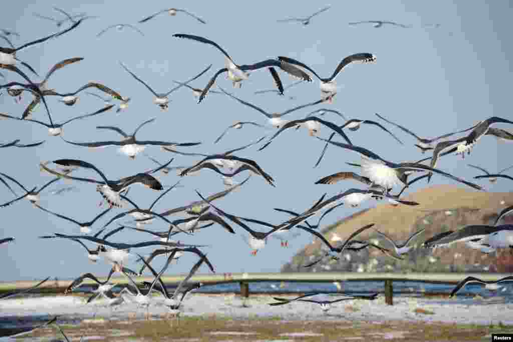 Seagulls fly above Krabozavodskoye settlement on the Island of Shikotan, one of four islands known as the Southern Kuriles in Russia and the Northern Territories in Japan.