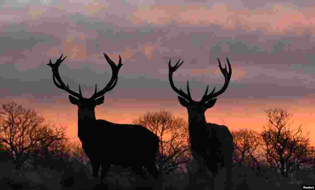 Two deer stags are seen at dawn in Richmond Park in south west London, Britain.