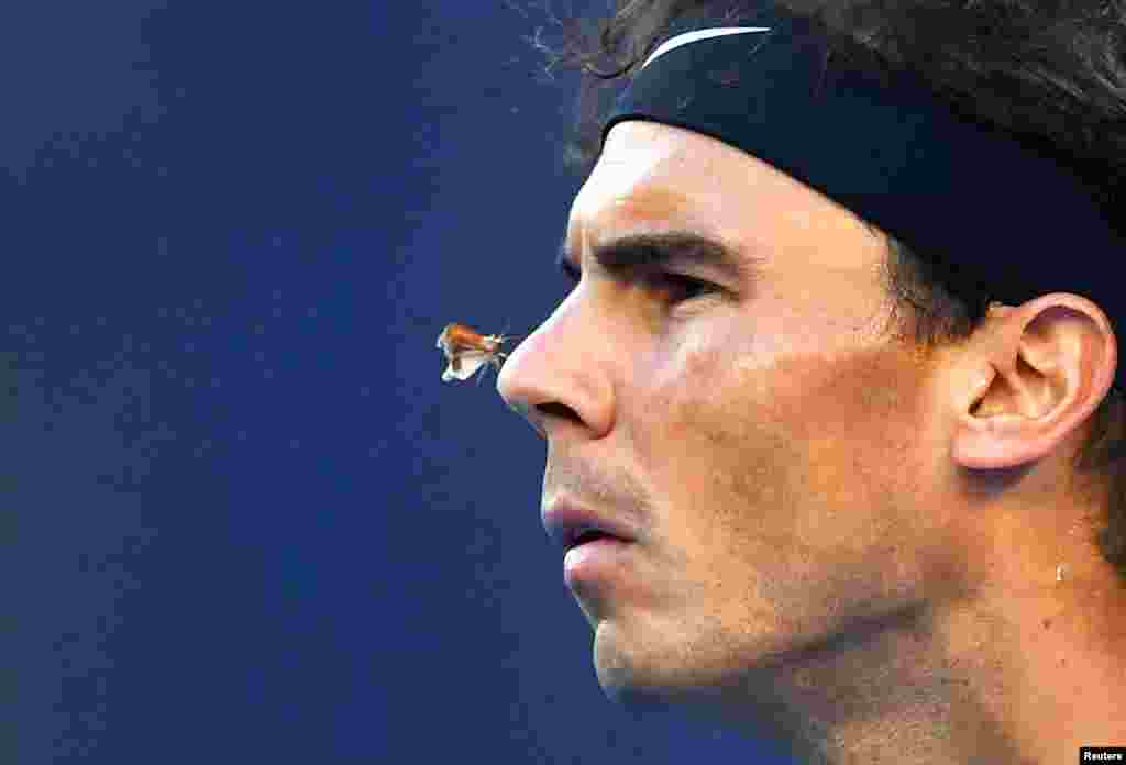 A moth lands on the nose of Spain&#39;s Rafael Nadal during his quarter-final match against Canada&#39;s Milos Raonic during the Australian Open tennis torunament in Melbourne, Australia.