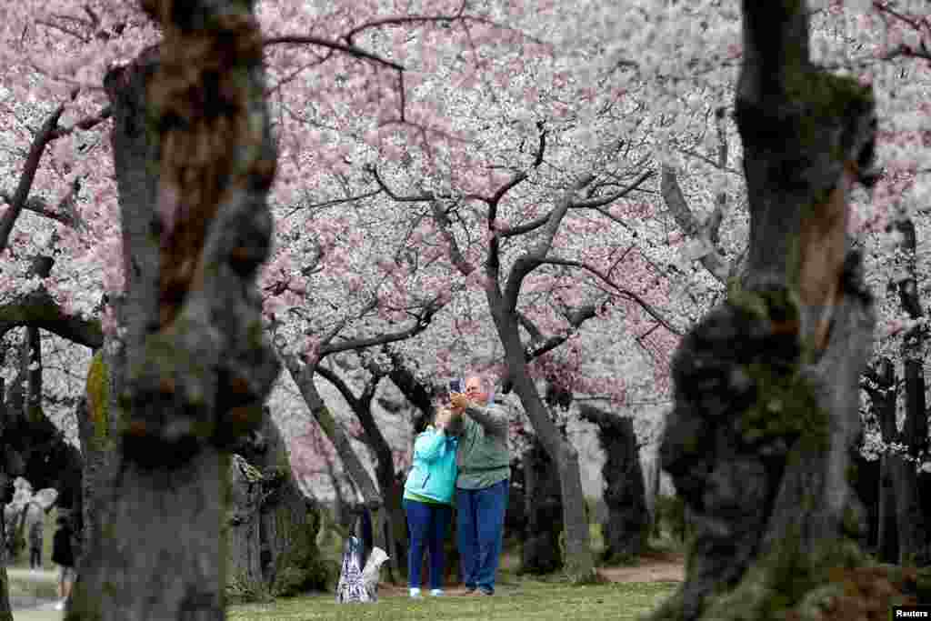 一对老年人，或者说，心灵上年轻的人，在樱花树下自拍（2018年4月5日）。