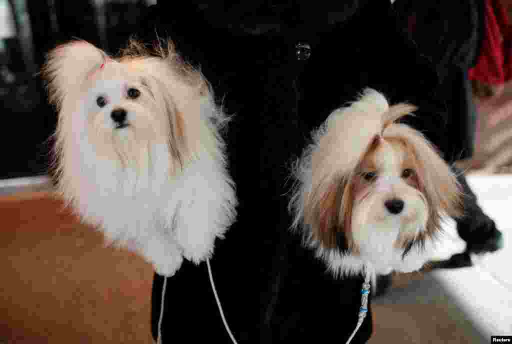 A woman holds a pair of Havanese dogs as they arrive at the Hotel Pennsylvania ahead of the 141st Westminster Kennel Club Dog Show, in midtown Manhattan, New York City.