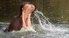 FILE - A wild hippo.