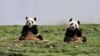 两只大熊猫在中国四川省的一个大熊猫保护和研究中心