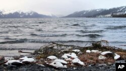 FILE - Dead common murres lie washed up on a beach in Whittier, Alaska, Jan. 7, 2016. The bird die-off was not as extensive as one two years earlier but continued a trend of avian mortality over five years that may be tied to warming water in the Bering Sea and Gulf of Alaska.