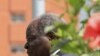 Kenya's President Mwai Kibaki (file)