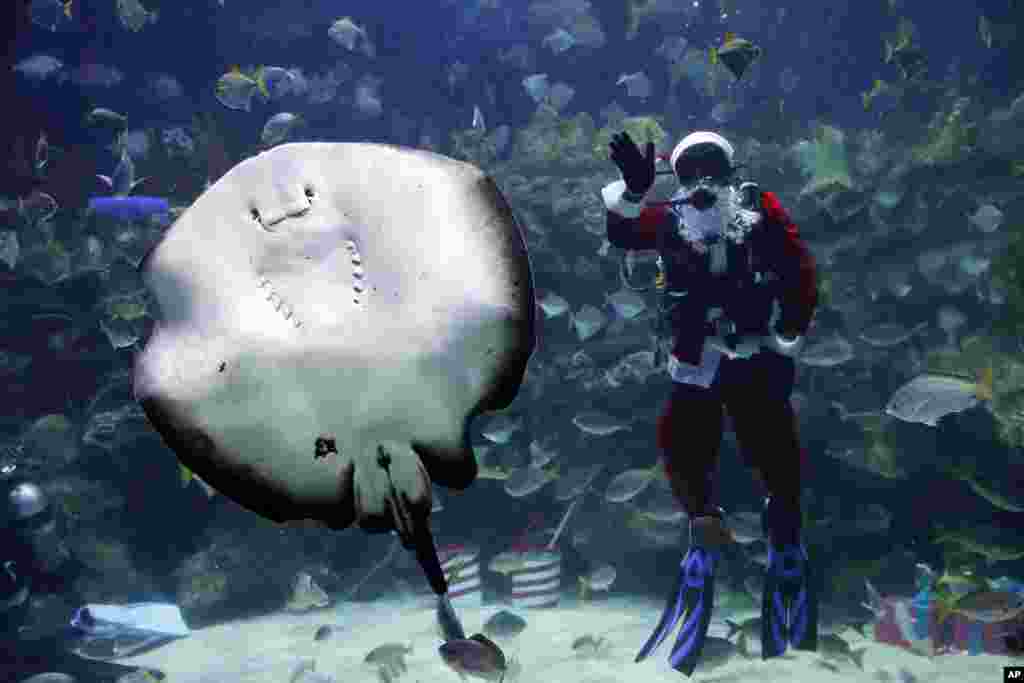 A diver in a Santa Claus outfit feeds fish as part of the upcoming Christmas celebrations at Aquaria KLCC underwater park in Kuala Lumpur, Malaysia.