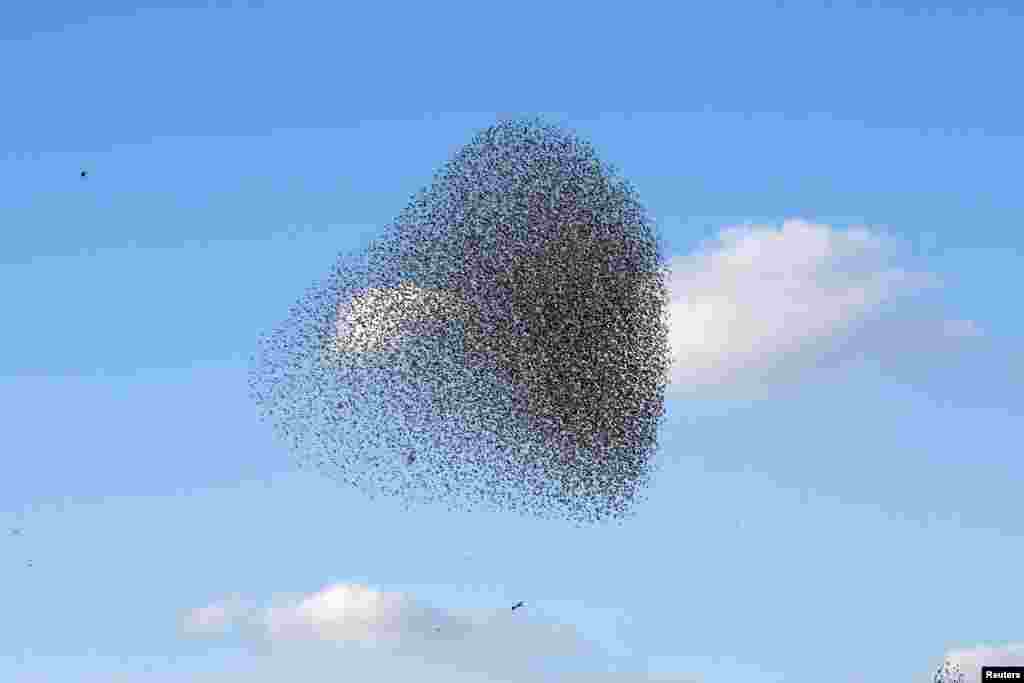 A murmuration of migrating starlings is seen across the sky near the city of Beer Sheva, southern Israel, Dec. 26, 2016.