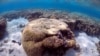 FILE - A large piece of coral can be seen in the lagoon on Lady Elliot Island, on the Great Barrier Reef, northeast of Bundaberg town in Queensland, Australia, June 9, 2015. 