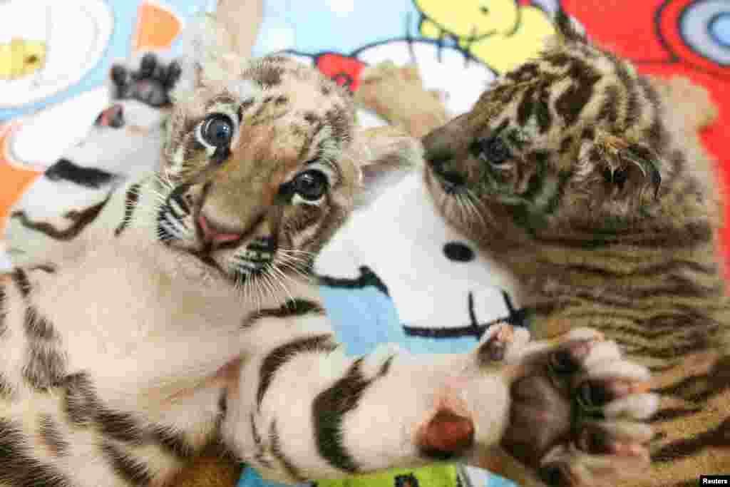 Tiger cubs are pictured at Sriracha Tiger Zoo in Chonburi province, Thailand.