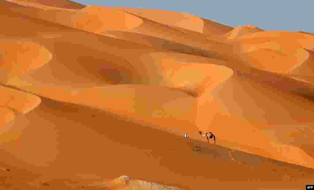 A man walks with his camel across the Liwa desert, some 250 kilometers west of the Gulf emirate of Abu Dhabi, during the Liwa 2017 Moreeb Dune Festival.