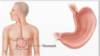 human stomach