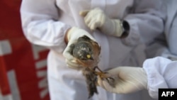 Volunteers wearing Personal Protective Equipment (PPE) as a precaution against the spread of bird flu treat an injured rescued bird at a temporary shelter in Ahmedabad on January 13, 2021. (Photo by SAM PANTHAKY / AFP)