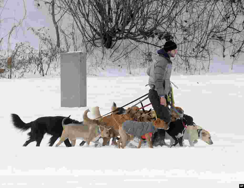 Tim Pink of Saratoga Dog Walkers controls 12 dogs on a walk in fresh snow at Congress Park in Saratoga Springs, N.Y