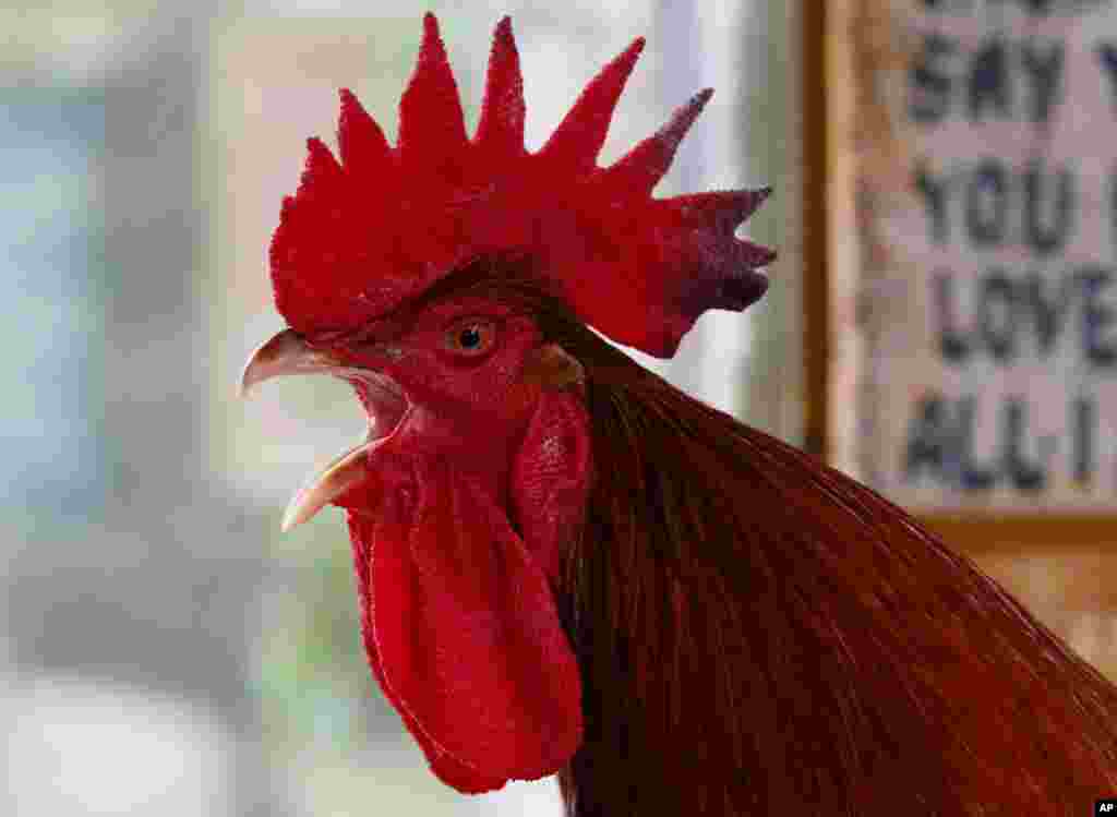 A giant red rooster from France named &quot;Mr. Universe&quot; crows as it is shown to the media at the Malabon Zoo as part of the &quot;Roosters of the World&quot; exhibition to celebrate the &quot;Red Fire Rooster&quot; in the Chinese lunar calendar, in suburban Malabon city, north of Manila, Philippines.