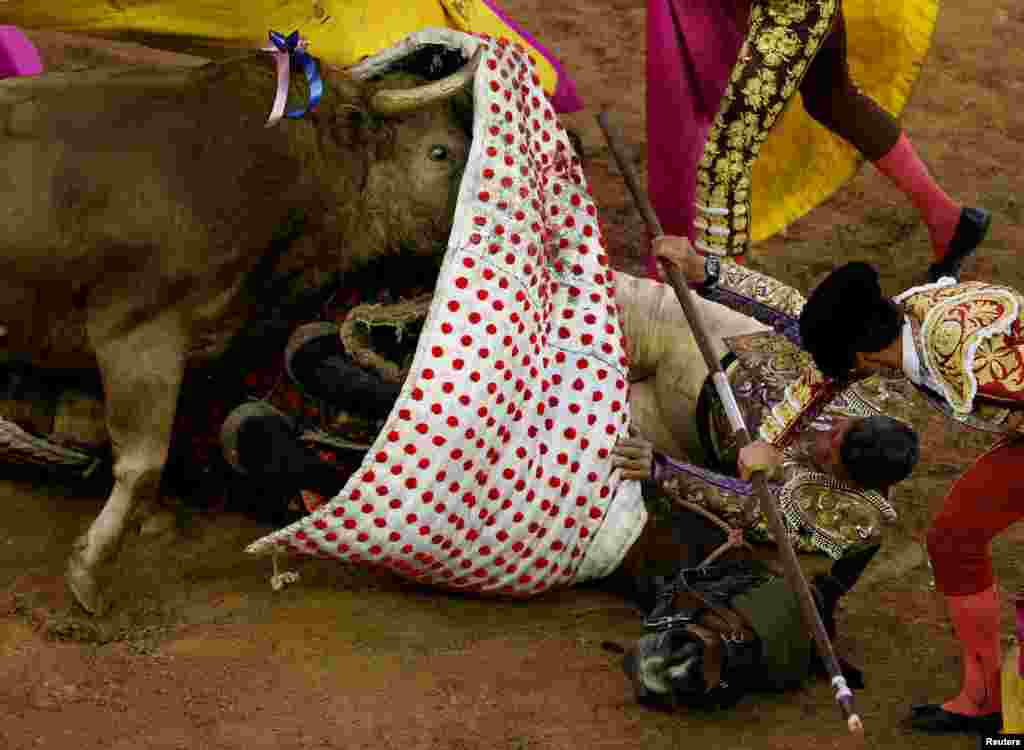 A bull charges at Picador Rafael Torres during a bullfighting festival at the Canaveralejo bullring in Cali, Colombia, Dec. 26, 2016.
