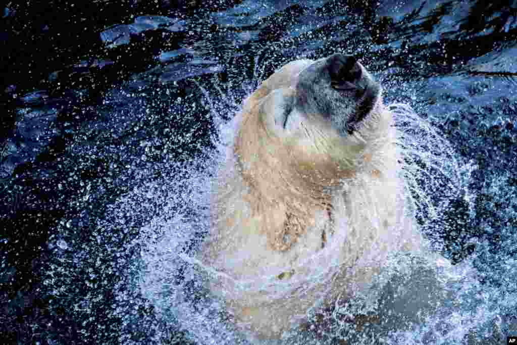 'Sprinter' the polar bear enjoys the water in a zoo in Hannover, Germany.