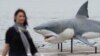 Australia Plans Shark Kill to Protect Swimmers