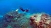 A man snorkels in an area called the "Coral Gardens" near Lady Elliot Island, on the Great Barrier Reef, off Queensland, Australia, June 11, 2015. Scientists recently found similar-looking coral reefs in much deeper water off Tasmania.