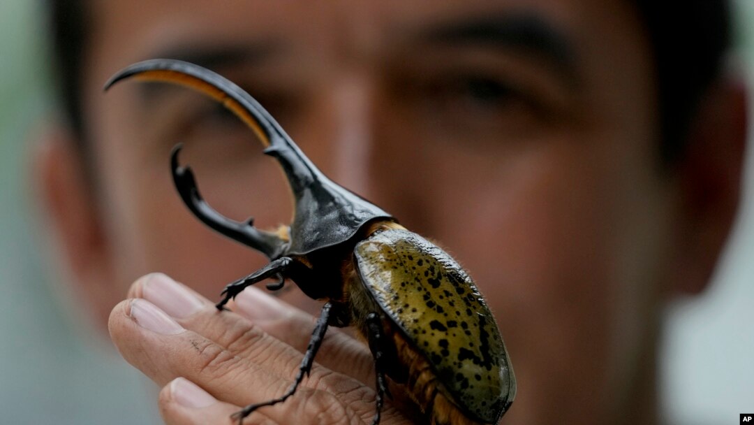 Colombia Japan Pet Beetles