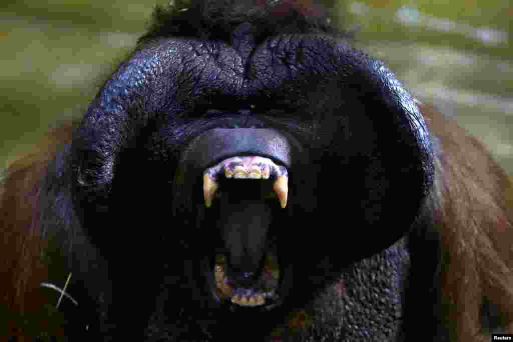 Nunak, Bornean orangutan (Pongo pygmaeus), yawns in the enclosure at Usti nad Labem Zoo, Usti nad Labem, Czech Republic.