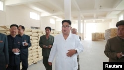 김정은 북한 국무위원장이 삼지연군 감자 가공공장을 현지지도했다고 관영 조선중앙통신이 지난 10일 보도했다.