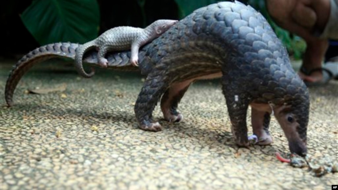 Pangolin carrying its young. Scaly anteaters called endangered by conservation groups. 