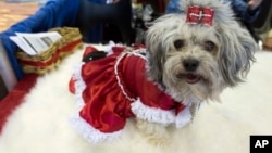 Eva, anjing tsvetnaya Bolonka Rusia, di Pameran Anjing Westminster 2016. Dua anjing serupa dikembalikan setelah diculik di Swiss.
