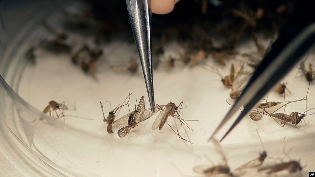 Mutaxassislarning aytishicha, zika Amerika uchun katta tahdid emas. Mamlakatda sovitgichlar keng qo’llanadi, buning foydasi serob. Lekin Texas shtatidagi shaharlar baribir xavotirda.