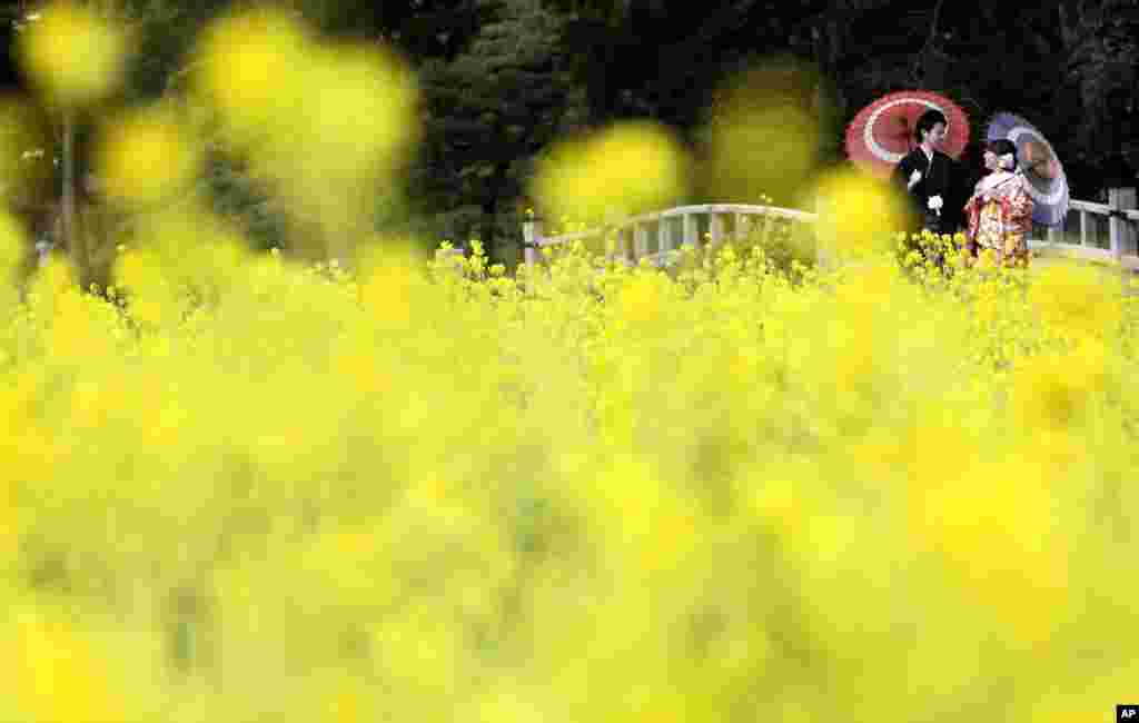 A couple wearing Japanese traditional kimonos pose for a wedding photo by a rapeseed oil field at Hamarikyu Garden in Tokyo. The flowers are expected to remain in full bloom until the end of March.