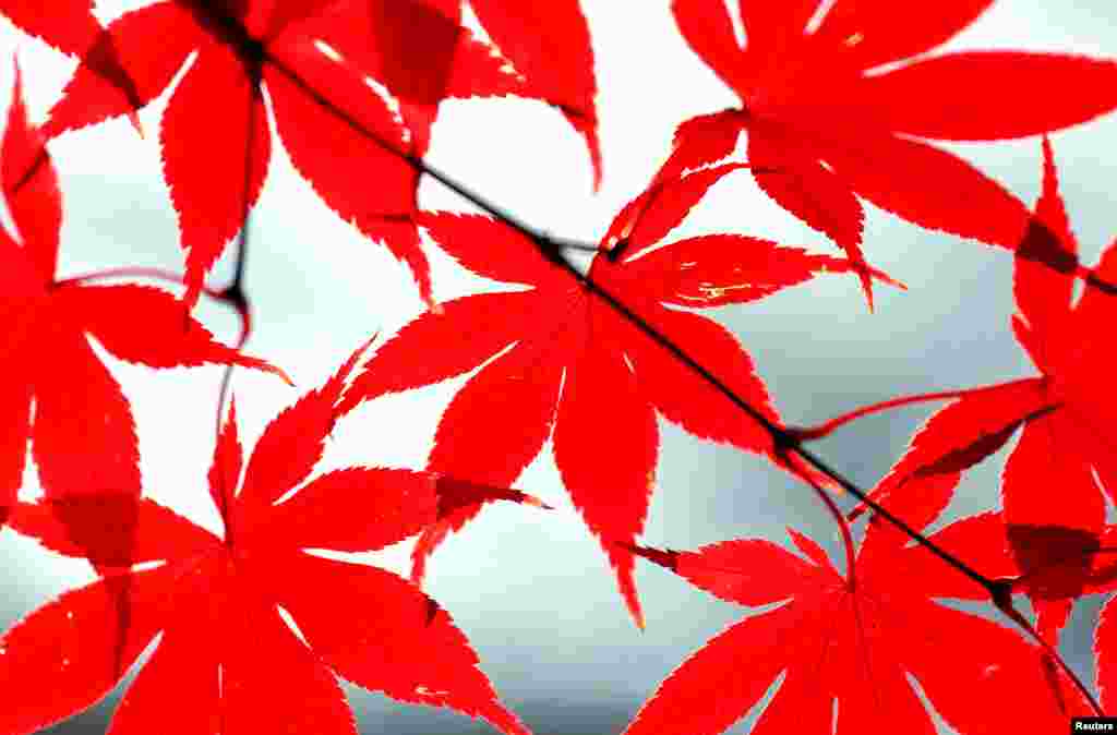 The morning sun illuminates the autumnal fire red leaves of a Japanese maple tree in Falls Church, Virginia.