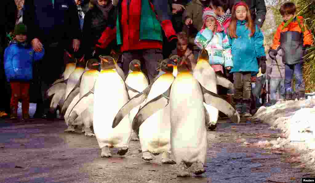 People follow king penguins exploring their outdoor pen, during a so-called &#39;penguin parade&#39;, when the animals walk outside their enclosure and the visitors can walk behind them, at Zurich&#39;s Zoo in Zurich, Switzerland, Jan. 28, 2017.