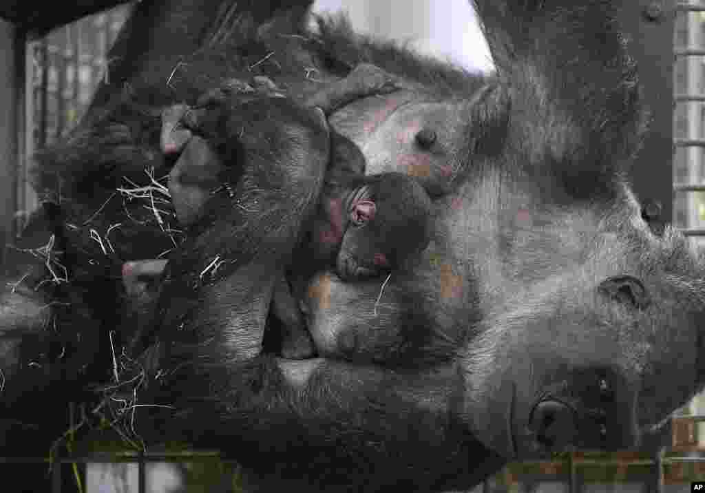 Gorilla mother Changa Maidi holds her baby one day after its birth at the zoo in Muenster, Germany.