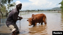 Michael Onyango pulls his cow from his flooded land after river Sondu Miriu burst its banks in Homabay County Kenya, April 29, 2012. 